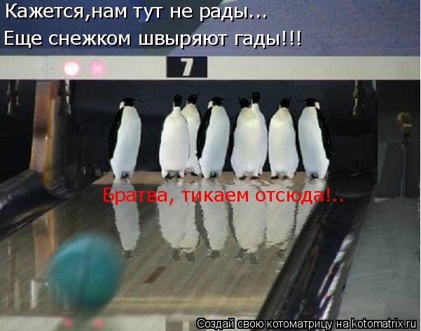 Кажется,нам тут не рады... Еще снежком швыряют гады!!! Братва, тикаем отсюда!..... Котоматрица: Кажется,нам тут не рады... Еще снежком швыряют гады!!! Братва, тикаем отсюда!..