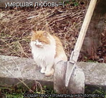 умершая любовь=(... Котоматрица: умершая любовь=(
