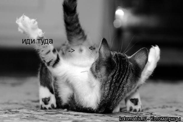 иди туда -> <-... Котоматрица: иди туда -> <-