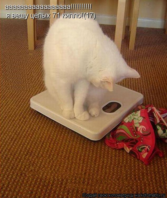 ааааааааааааааааа!!!!!!!!!! я вешу целых 71 килло!(17)... Котоматрица: ааааааааааааааааа!!!!!!!!!! я вешу целых 71 килло!(17)
