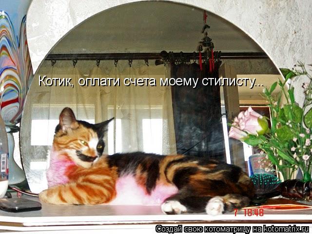 Котик, оплати счета моему стилисту...... Котоматрица: Котик, оплати счета моему стилисту...