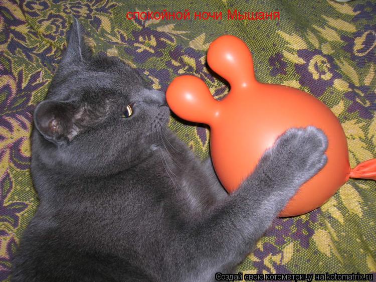 спокойной ночи Мышаня... Котоматрица: спокойной ночи Мышаня