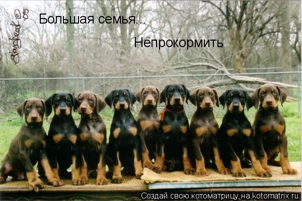 Большая семья... Непрокормить... Котоматрица: Большая семья... Непрокормить