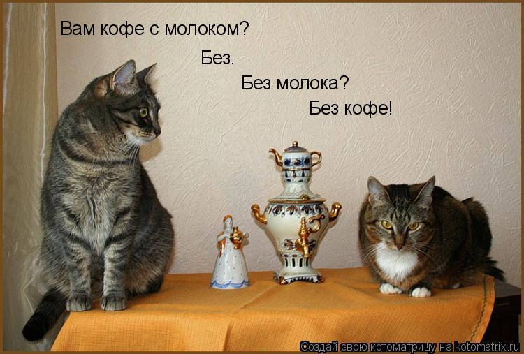 Вам кофе с молоком? Без. Без молока? Без кофе!... Котоматрица: Вам кофе с молоком? Без. Без молока? Без кофе!