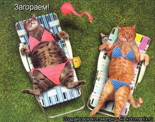 Загораем!... Котоматрица: Загораем!