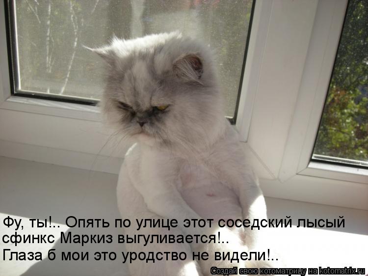 Фу, ты!.. Опять по улице этот соседский лысый сфинкс Маркиз выгуливается!.. Глаза б мои это уродств... Котоматрица: Фу, ты!.. Опять по улице этот соседский лысый сфинкс Маркиз выгуливается!.. Глаза б мои это уродство не видели!..