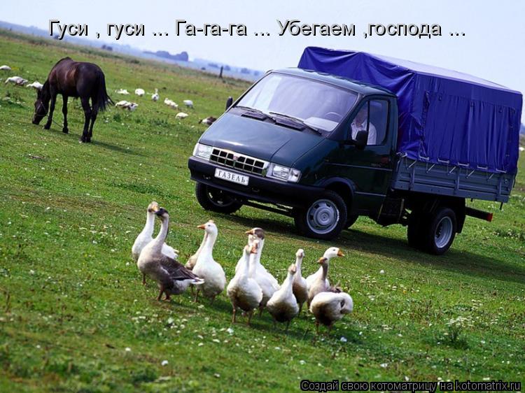 Гуси , гуси ... Га-га-га ... Убегаем ,господа ...... Котоматрица: Гуси , гуси ... Га-га-га ... Убегаем ,господа ...