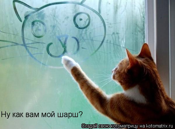 Ну как вам мой шарш?... Котоматрица: Ну как вам мой шарш?