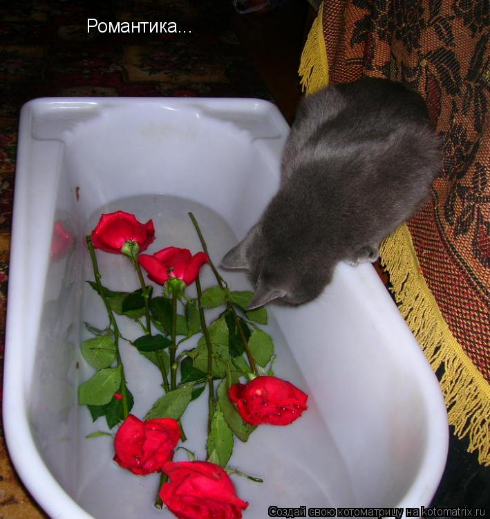 Романтика...... Котоматрица: Романтика...