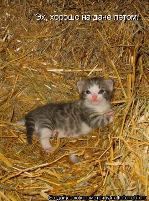 Эх, хорошо на даче летом...... Котоматрица: Эх, хорошо на даче летом...