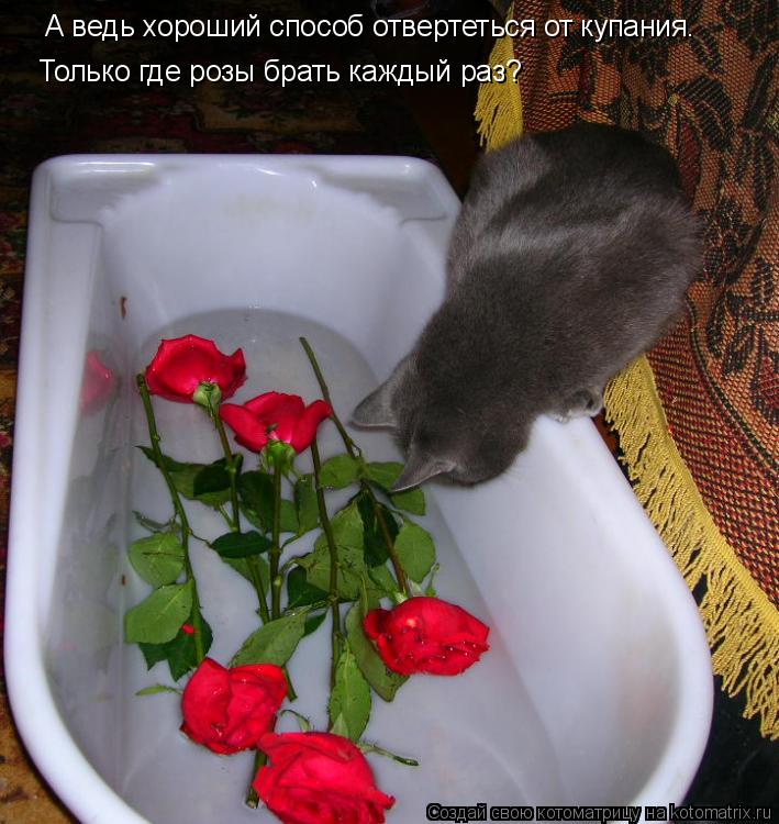 А ведь хороший способ отвертеться от купания. Только где розы брать каждый раз?... Котоматрица: А ведь хороший способ отвертеться от купания. Только где розы брать каждый раз?