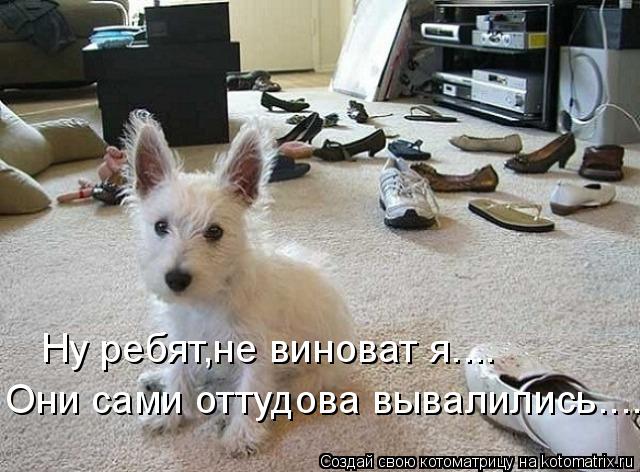 Ну ребят,не виноват я.... Они сами оттудова вывалились....... Котоматрица: Ну ребят,не виноват я.... Они сами оттудова вывалились....