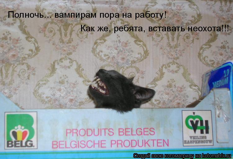 Котоматрица: Полночь... вампирам пора на работу! Как же, ребята, вставать неохота!!!