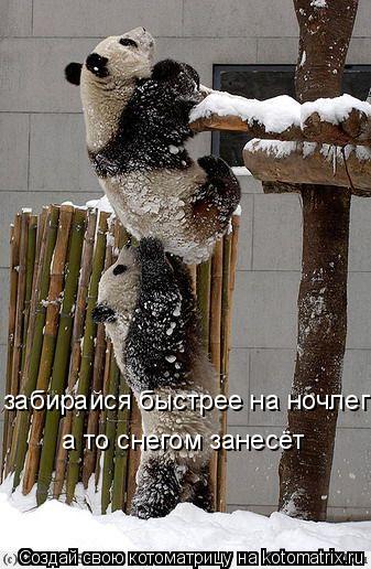 забирайся быстрее на ночлег а то снегом занесёт... Котоматрица: забирайся быстрее на ночлег а то снегом занесёт