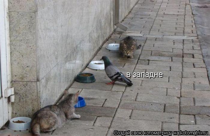 в западне... Котоматрица: в западне