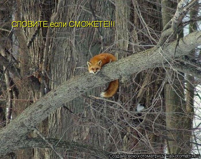 СЛОВИТЕ,если СМОЖЕТЕ!!!... Котоматрица: СЛОВИТЕ,если СМОЖЕТЕ!!!