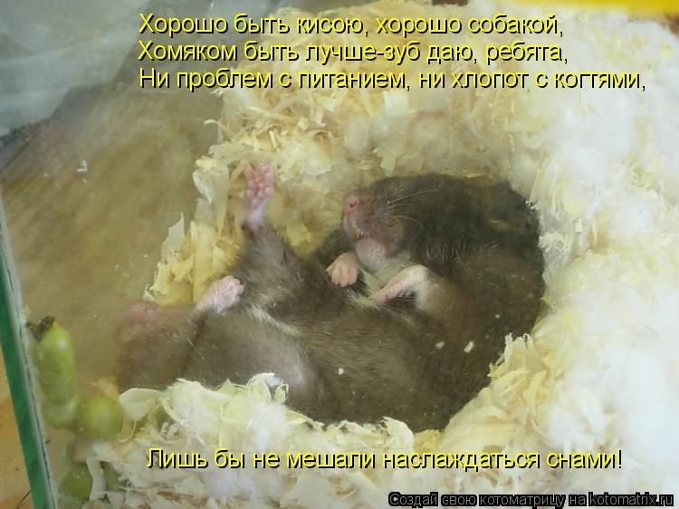 Котоматрица: Хорошо быть кисою, хорошо собакой, Хомяком быть лучше-зуб даю, ребята, Ни проблем с питанием, ни хлопот с когтями, Лишь бы не мешали наслаждат