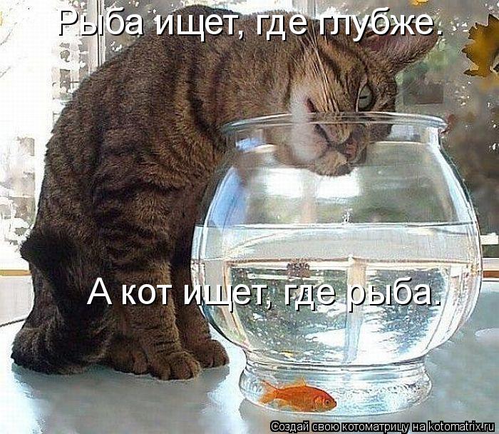 Котоматрица: Рыба ищет, где глубже.  А кот ищет, где рыба.