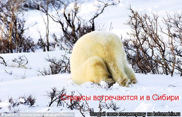 Страусы встречаются и в Сибири... Котоматрица: Страусы встречаются и в Сибири