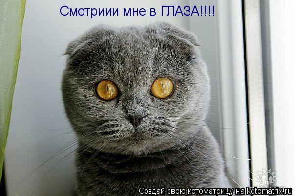 Смотриии мне в ГЛАЗА!!!!... Котоматрица: Смотриии мне в ГЛАЗА!!!!