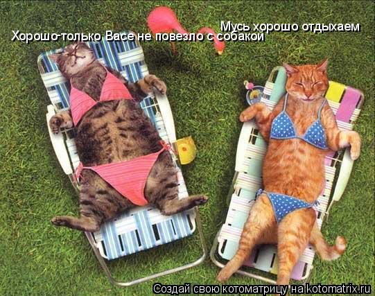 Мусь хорошо отдыхаем Хорошо только Васе не повезло с собакой -... Котоматрица: Мусь хорошо отдыхаем Хорошо только Васе не повезло с собакой -