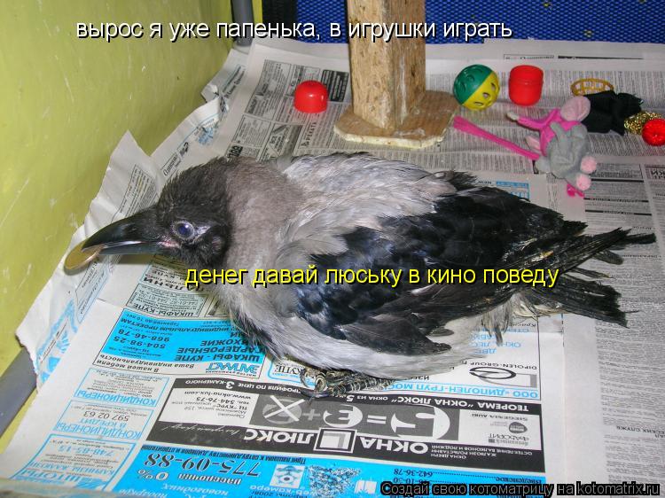 Котоматрица: вырос я уже папенька, в игрушки играть денег давай люську в кино поведу