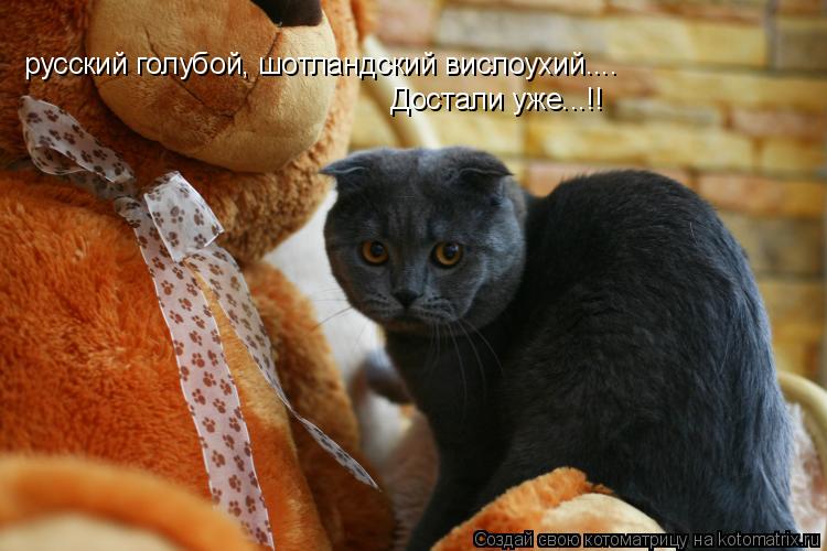 Котоматрица: русский голубой, шотландский вислоухий....  Достали уже...!!