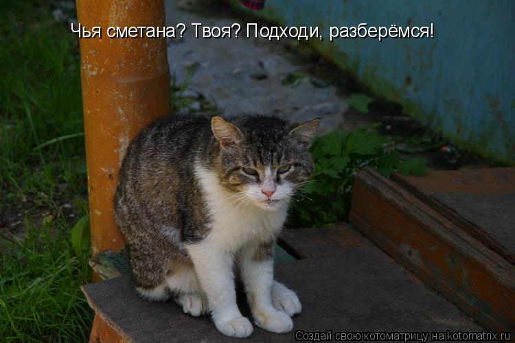 Чья сметана? Твоя? Подходи, разберёмся!... Котоматрица: Чья сметана? Твоя? Подходи, разберёмся!