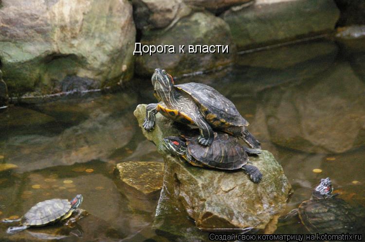 Дорога к власти... Котоматрица: Дорога к власти