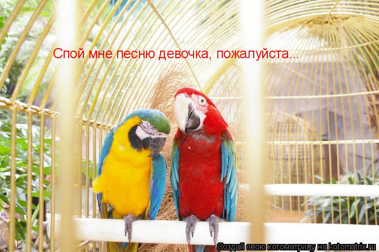 Спой мне песню девочка, пожалуйста...... Котоматрица: Спой мне песню девочка, пожалуйста...