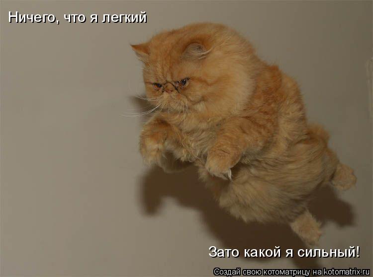 Ничего, что я легкий Зато какой я сильный!... Котоматрица: Ничего, что я легкий Зато какой я сильный!