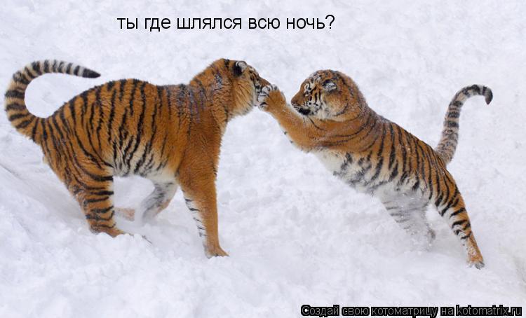 ты где шлялся всю ночь?... Котоматрица: ты где шлялся всю ночь?
