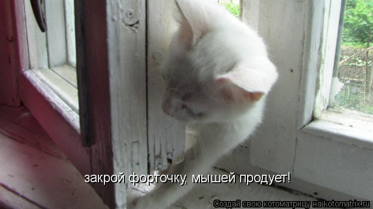 закрой форточку, мышей продует!... Котоматрица: закрой форточку, мышей продует!