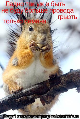 Ладно так уж и быть не буду больше провода грызть только семена... Котоматрица: Ладно так уж и быть не буду больше провода грызть только семена