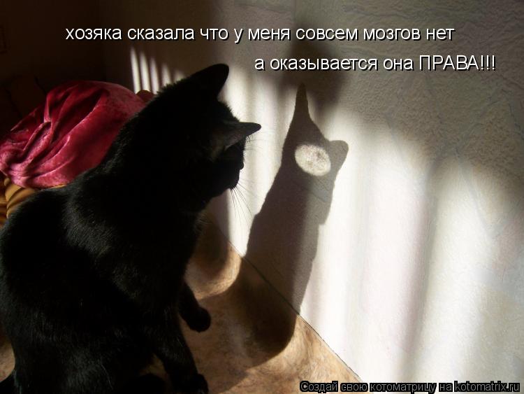 хозяка сказала что у меня совсем мозгов нет а оказывается она ПРАВА!!!... Котоматрица: хозяка сказала что у меня совсем мозгов нет а оказывается она ПРАВА!!!