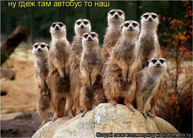 ну гдеж там автобус то наш... Котоматрица: ну гдеж там автобус то наш
