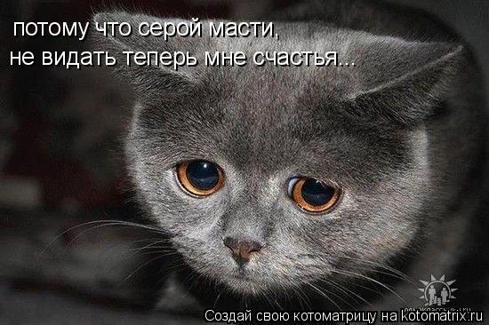 потому что серой масти, не видать теперь мне счастья...... Котоматрица: потому что серой масти, не видать теперь мне счастья...
