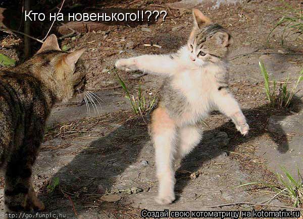 Кто на новенького!!???... Котоматрица: Кто на новенького!!???