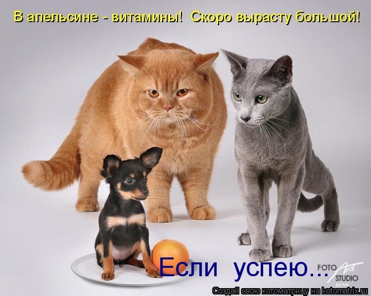 В апельсине - витамины! Скоро вырасту большой! Если успею...... Котоматрица: В апельсине - витамины! Скоро вырасту большой! Если успею...
