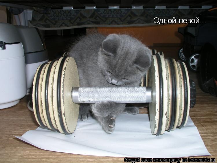 Одной левой...... Котоматрица: Одной левой...