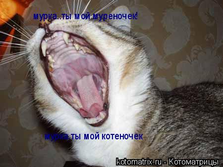 мурка..ты мой муреночек! мурка.ты мой котеночек... Котоматрица: мурка..ты мой муреночек! мурка.ты мой котеночек