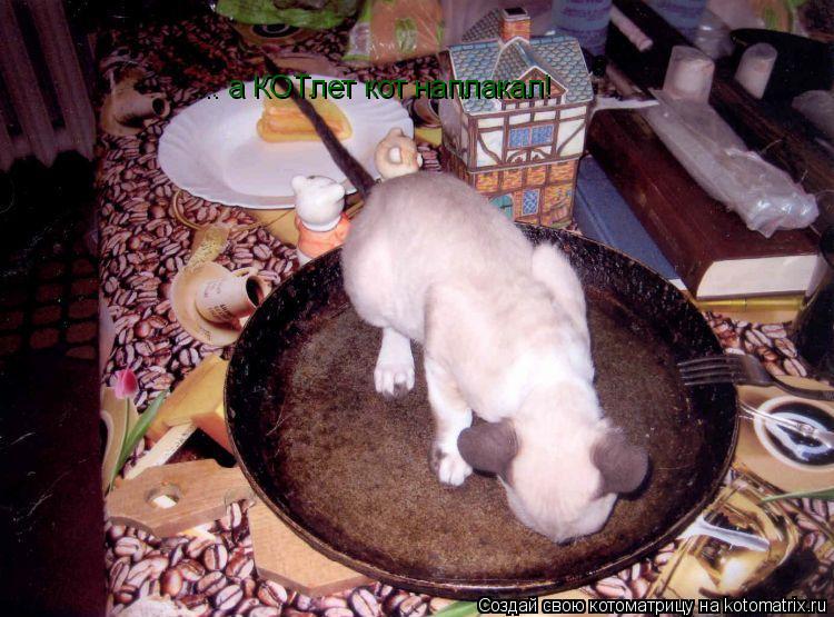 ... а КОТлет кот наплакал!... Котоматрица: ... а КОТлет кот наплакал!