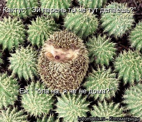 Кактус:" Эй парень ты че тут делаешь?" Еж : "опа на, я че не дома?"... Котоматрица: Кактус:" Эй парень ты че тут делаешь?" Еж : "опа на, я че не дома?"
