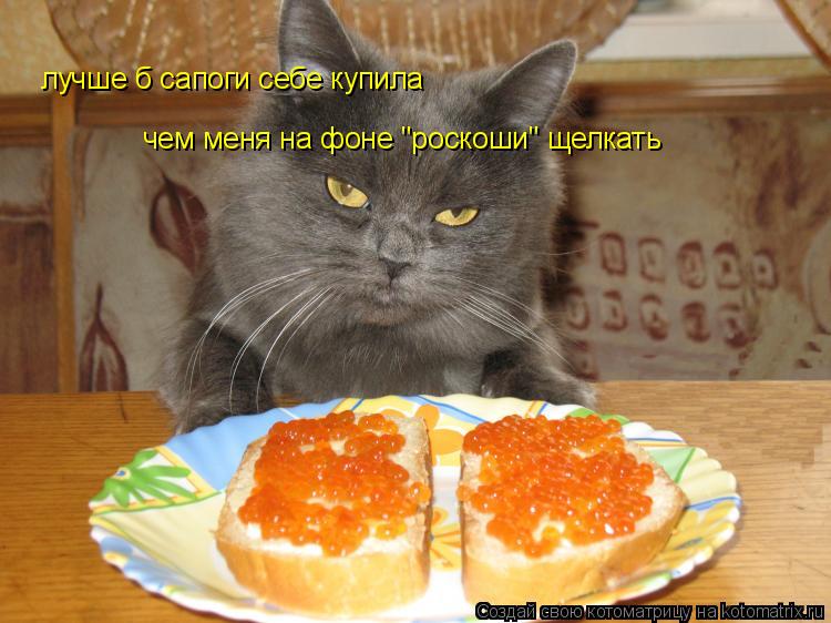 лучше б сапоги себе купила чем меня на фоне "роскоши" щелкать... Котоматрица: лучше б сапоги себе купила чем меня на фоне "роскоши" щелкать
