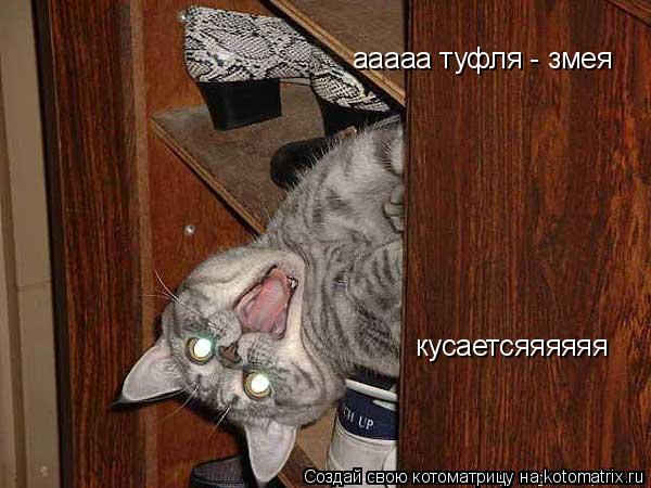 ааааа туфля - змея кусаетсяяяяяя... Котоматрица: ааааа туфля - змея кусаетсяяяяяя