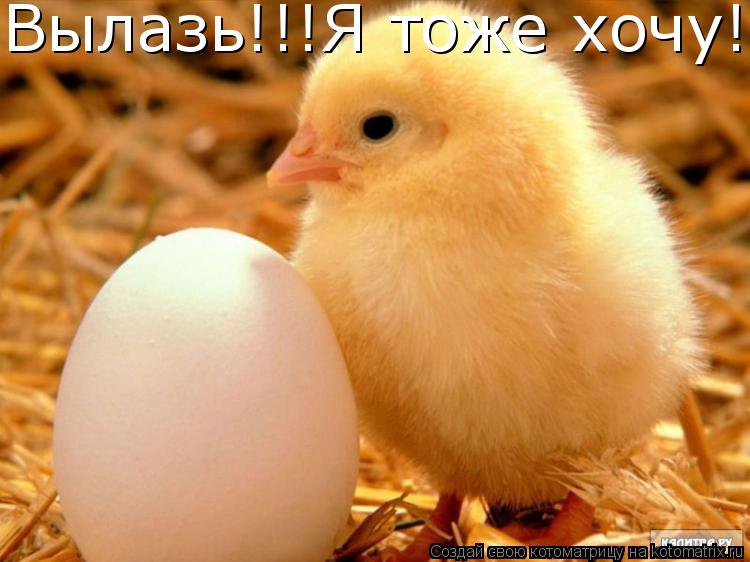 Вылазь!!!Я тоже хочу!... Котоматрица: Вылазь!!!Я тоже хочу!