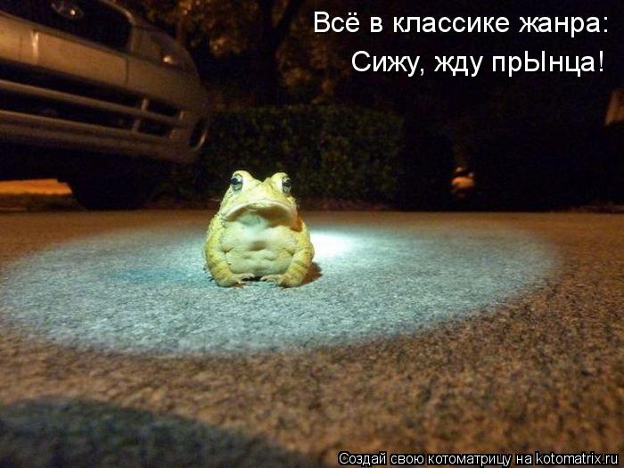 Всё в классике жанра: Сижу, жду прЫнца!... Котоматрица: Всё в классике жанра: Сижу, жду прЫнца!