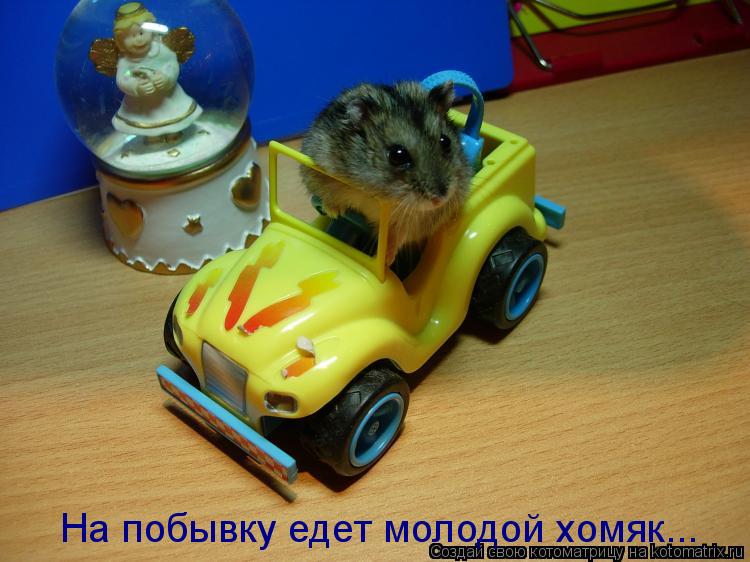 На побывку едет молодой хомяк...... Котоматрица: На побывку едет молодой хомяк...