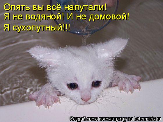 Опять вы всё напутали! Я не водяной! И не домовой! Я сухопутный!!!... Котоматрица: Опять вы всё напутали! Я не водяной! И не домовой! Я сухопутный!!!