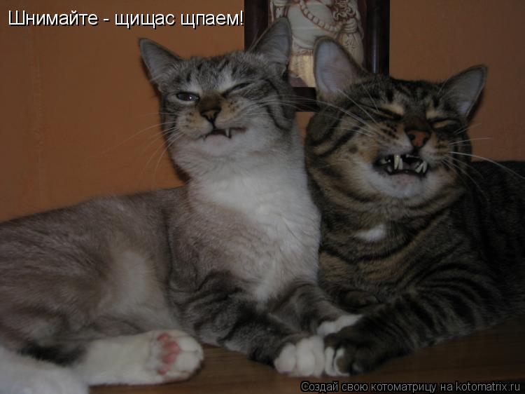 Шнимайте - щищас щпаем!... Котоматрица: Шнимайте - щищас щпаем!